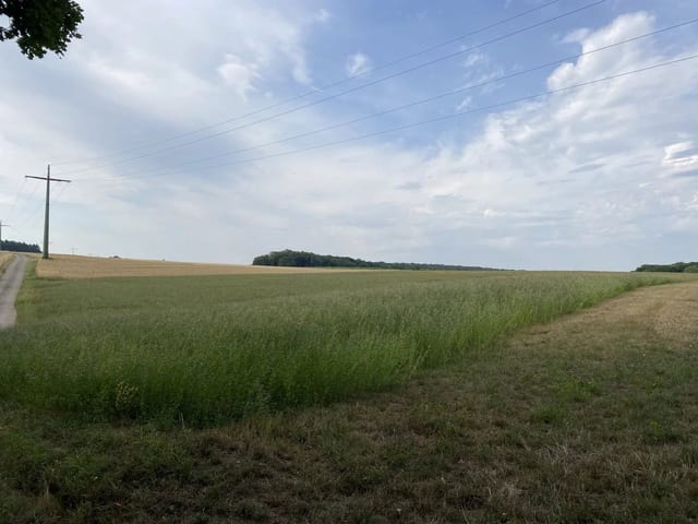 Non-constructible land in Syren - photo 19